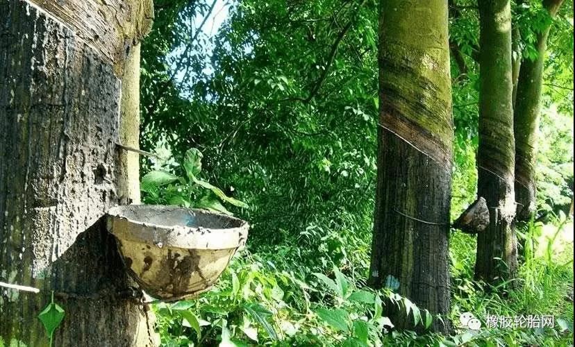 In May, Vietnam&rsquo;s Rubber Exports Increased By 55% Year On Year, Mainly To China